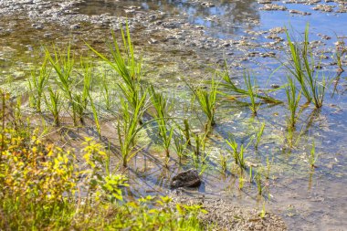 Bataklık vahşi bitkiler