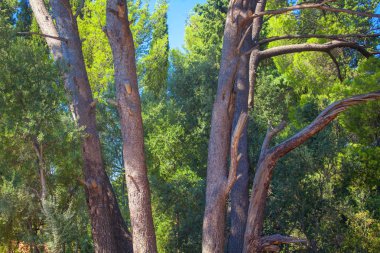 ağaçlarda egzotik park güzel görüntüsü 