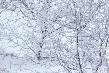 Kışın karla kaplı orman