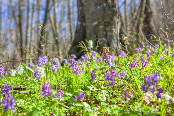 bahar çiçekleri görüntü kadar kapatın