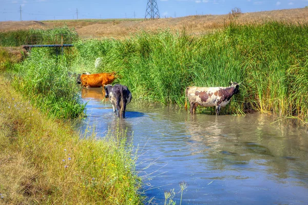 夏の風景と牛の水 — ストック写真