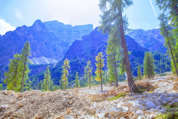 Abeto Montañas — Foto de Stock