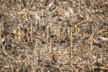 mısır sapı ile tarım alanı