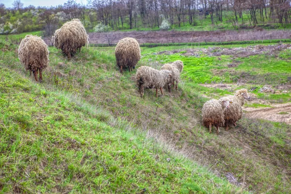 sheep on a pasture om a hill