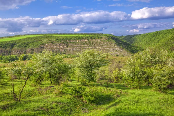 Yeşil Tepeleri Üzerinde Büyüyen Yabani Kiraz Ağaçları — Stok fotoğraf