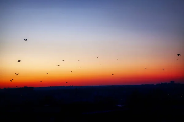 Paisaje Nocturno Con Aves Voladoras — Foto de Stock