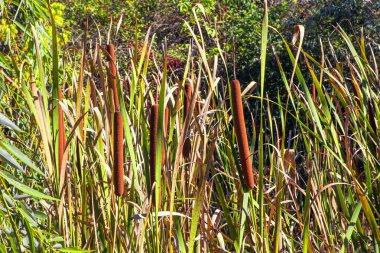 Bataklıkta reed ile vahşi doğa