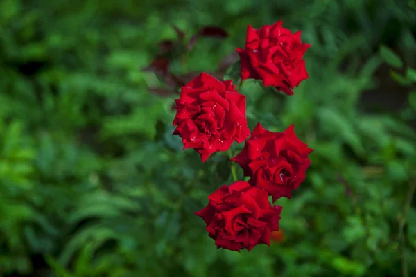Rosas Vermelhas Fundo Verde — Fotografia de Stock