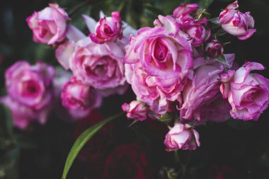 pembe yaprakları taze gül 