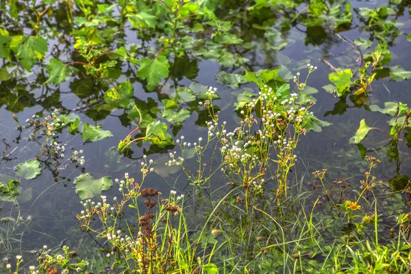 Dzikie Rośliny Rosnące Wodzie Bagno — Zdjęcie stockowe