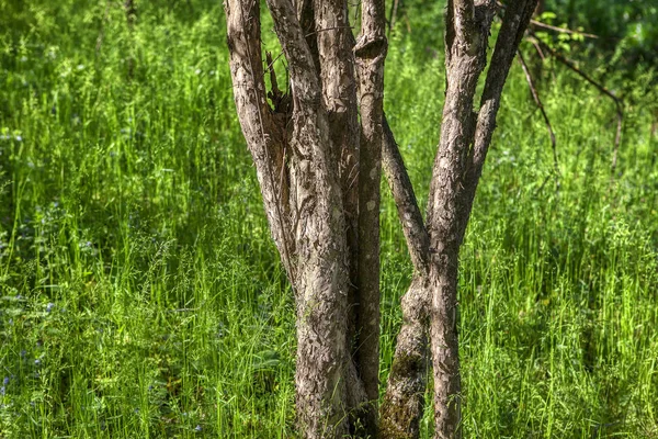 Caule Árvore Temporada Primavera Fundo Grama Verde — Fotografia de Stock