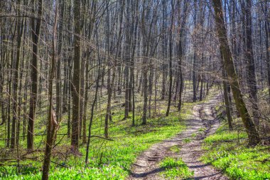 güneşli bahar bahar orman şehrinde hava durumu 