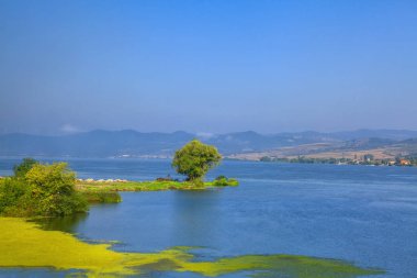 güzel Danube Nehri doğa ve yeşil ağaç