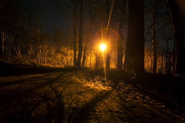 Forêt Mystérieuse Avec Lumière Lampe — Photo