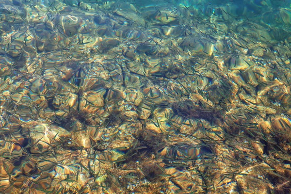 Ψάρια Στο Κάτω Μέρος Του Ποταμού Καθαρό Νερό — Φωτογραφία Αρχείου