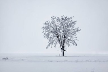Kış manzarası ile karlı alanda tek ağaç 