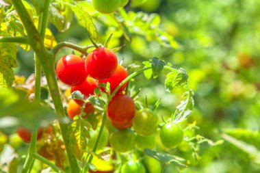 Bahçede kırmızı ve yeşil domatesler 