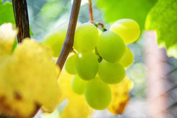 Smaczny Słodki Winogron Jesienią — Zdjęcie stockowe