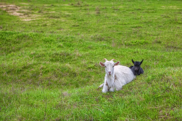 White Goat Black Lamb Green Grass — Stock Photo, Image