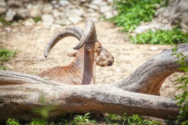 Alp dağ keçisi, yaban keçisi bir türüdür