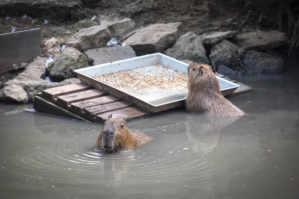 Zwei Wasserschweine Teichwasser — Stockfoto