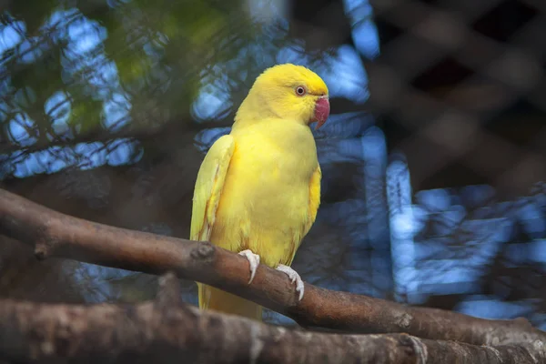 Schattige Gele Papegaai Staande Tak — Stockfoto