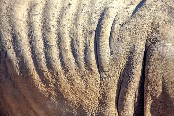Přibližné Podrobnosti Kůže Nosorožce — Stock fotografie