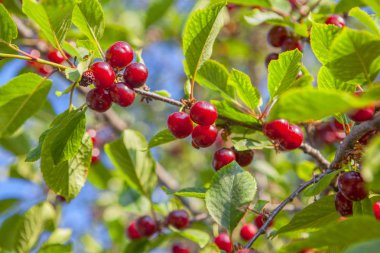 Kırmızı Kiraz ağacı büyüyen