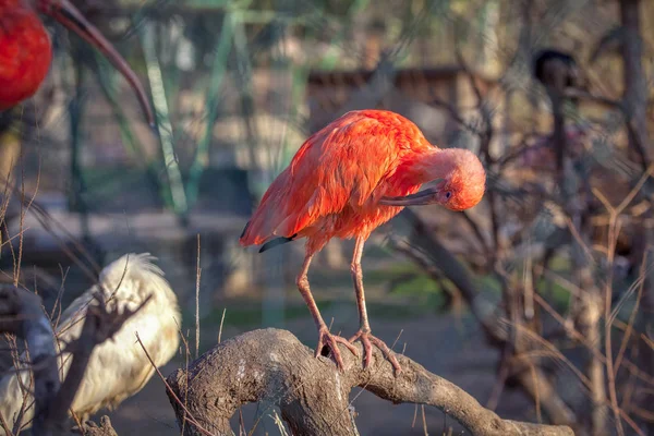 Скарлет Ибис Тропическая Птица Стоящая Ветке — стоковое фото