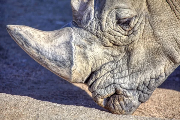 Portrait Rapproché Rhinocéros — Photo