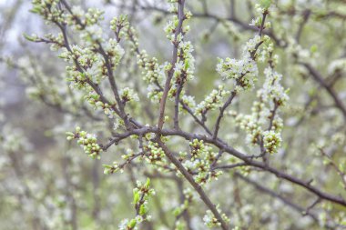 taze bahar doğa kiraz çiçekleri ile