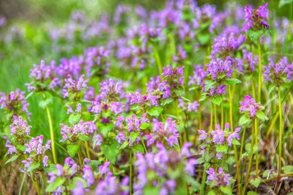 Campo Com Flores Silvestres Abril — Fotografia de Stock