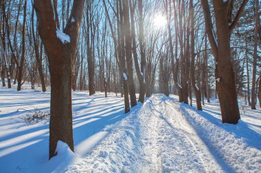 winter Park, kar ile kaplı yolu parlayan güneş