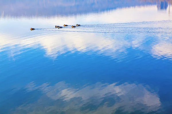 Paisaje Con Bandada Patos Lago — Foto de Stock