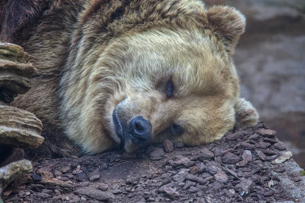 Dziki Niedźwiedź Śpi Zoo — Zdjęcie stockowe