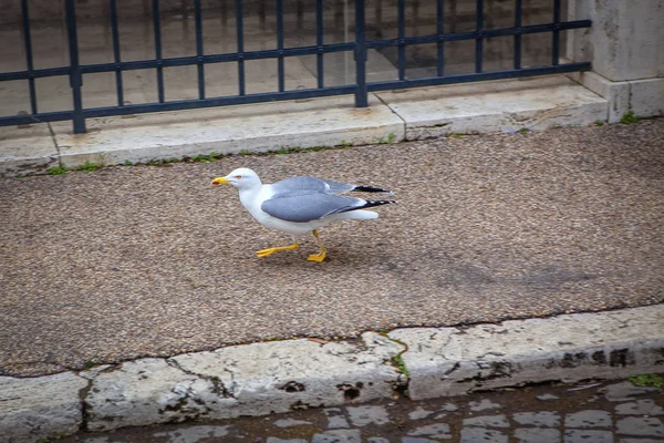 Gaviota Caminando Sobre Pavimento — Foto de Stock