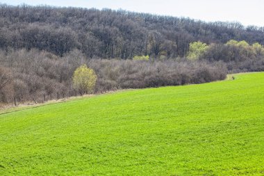 tarım yeşil alan ve orman bahar sahne 