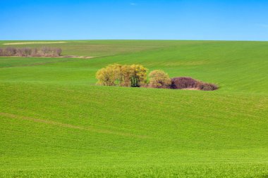 güzel bahar doğa ile yeşil alan