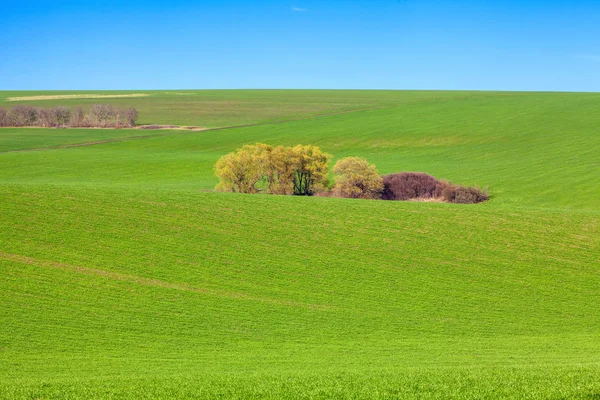 Hermosa Naturaleza Primavera Con Campo Verde —  Fotos de Stock