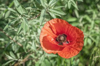vahşi doğada kırmızı haşhaş büyüyen görüntüyü 