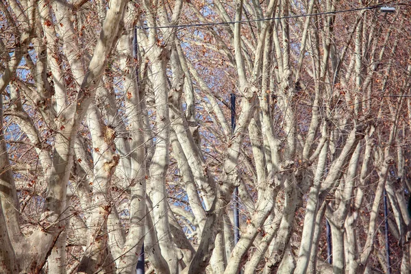 Alberi Densi Nel Parco Urbano Nella Stagione Primaverile — Foto Stock