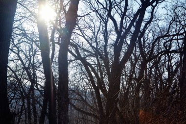Güneş parlıyor bahar ormandaki ağaçlar 
