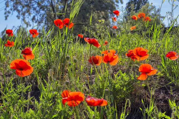 Pradera Hermosa Con Amapola Salvaje Roja — Foto de Stock