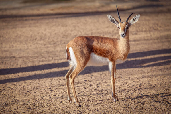 Дикая и красивая косуля
