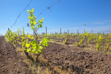 bahar üzüm bağları ile tarım alanı