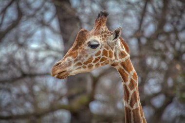 sevimli ve güzel zürafa portre