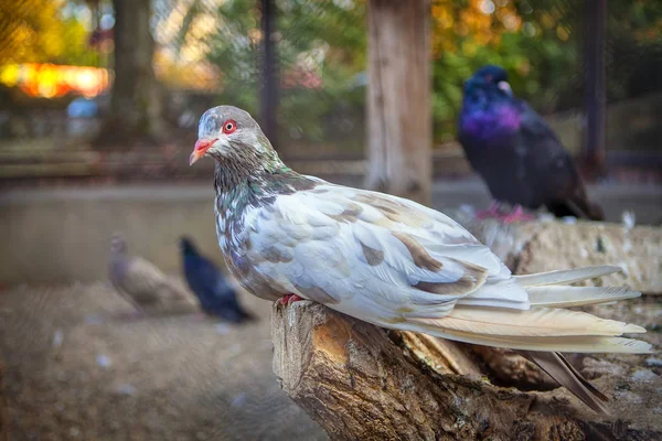 美しい純血種鳩を踏んでログ — ストック写真