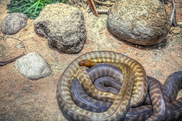 Close Εικόνα Του Δηλητηριώδη Φίδια — Φωτογραφία Αρχείου