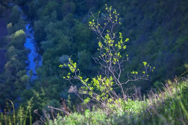 Повітряний Вид Зелену Природу Деревом Краю — стокове фото