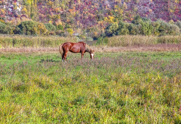 無料馬の牧草地で放牧 — ストック写真